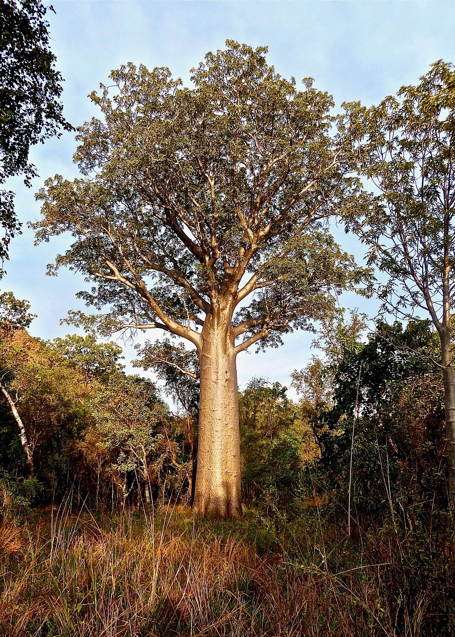 Butelio Medis, Australia, Botanika, Gimtoji, Medis, Gamta, Augalas, Nemokamos Nuotraukos,  Nemokama Licenzija