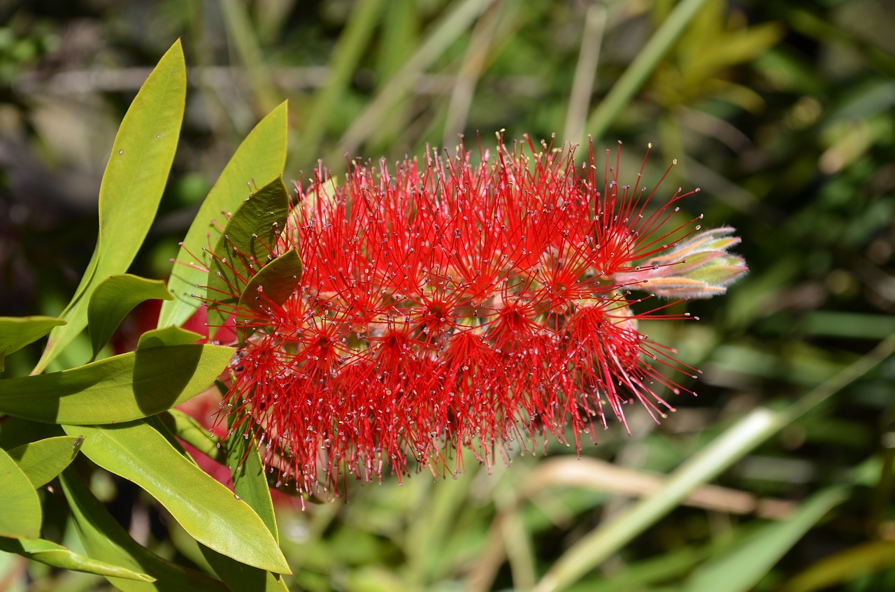 Buteliukas, Gėlė, Kalistemonas, Krūmas, Augalas, Gamta, Flora, Botanika, Australian, Raudona