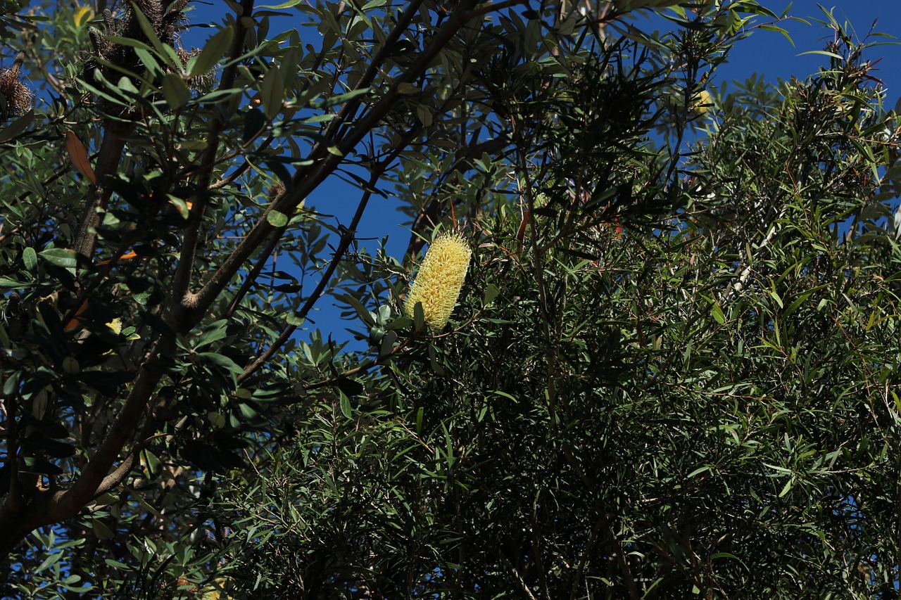 Buteliukas, Medis, Gamta, Flora, Lapija, Brisbane, Queensland, Kalisternas, Bankai, Nemokamos Nuotraukos