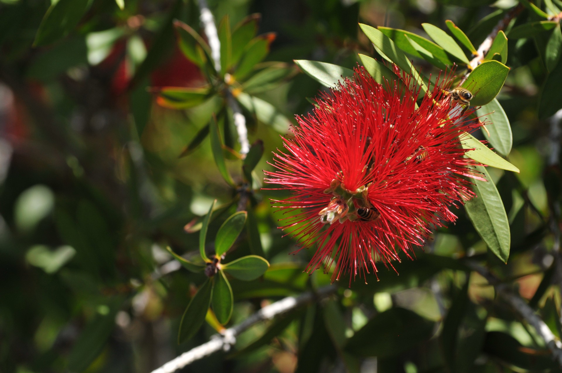 Augalas,  Bottlebrush & Nbsp,  Augalas,  Butelis & Nbsp,  Šepečiai & Nbsp,  Augalas,  Raudona,  Pavasaris,  Bitės,  Kamanėlės