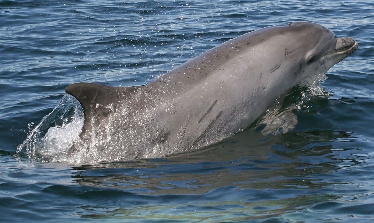 Buteliukas Delfinas, Delfinas, Maudytis, Paviršius, Vandenynas, Vanduo, Jūrų, Žinduolis, Purslų, Nemokamos Nuotraukos