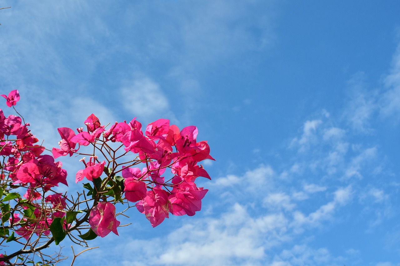 Bougainvillaea, Žiedas, Žydėti, Raudona, Raudona Gėlė, Gėlė, Augalas, Gamta, Raudonos Gėlės, Dangus