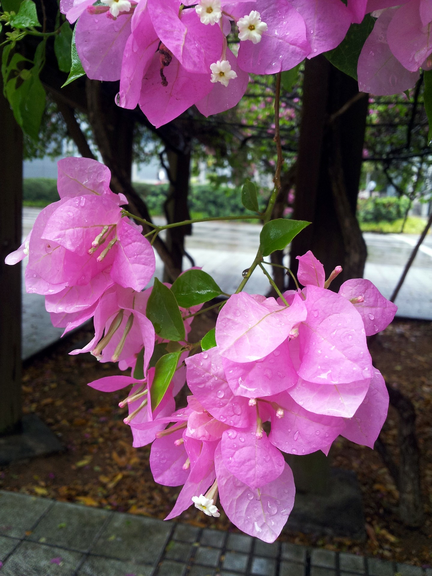 Bougainvillaea & Nbsp,  Gėlė & Nbsp,  Žiedas,  Singapūras,  Rožinė & Nbsp,  Spalva,  Bougainvillaea Gėlė Žiedų, Nemokamos Nuotraukos,  Nemokama Licenzija