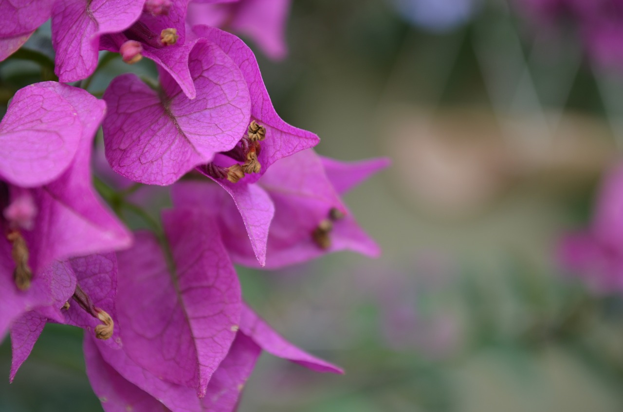 Bugenvilis, Violetinė, Rosa, Augalas, Gamta, Žalias, Augalai, Sodas, Gėlė, Gėlės