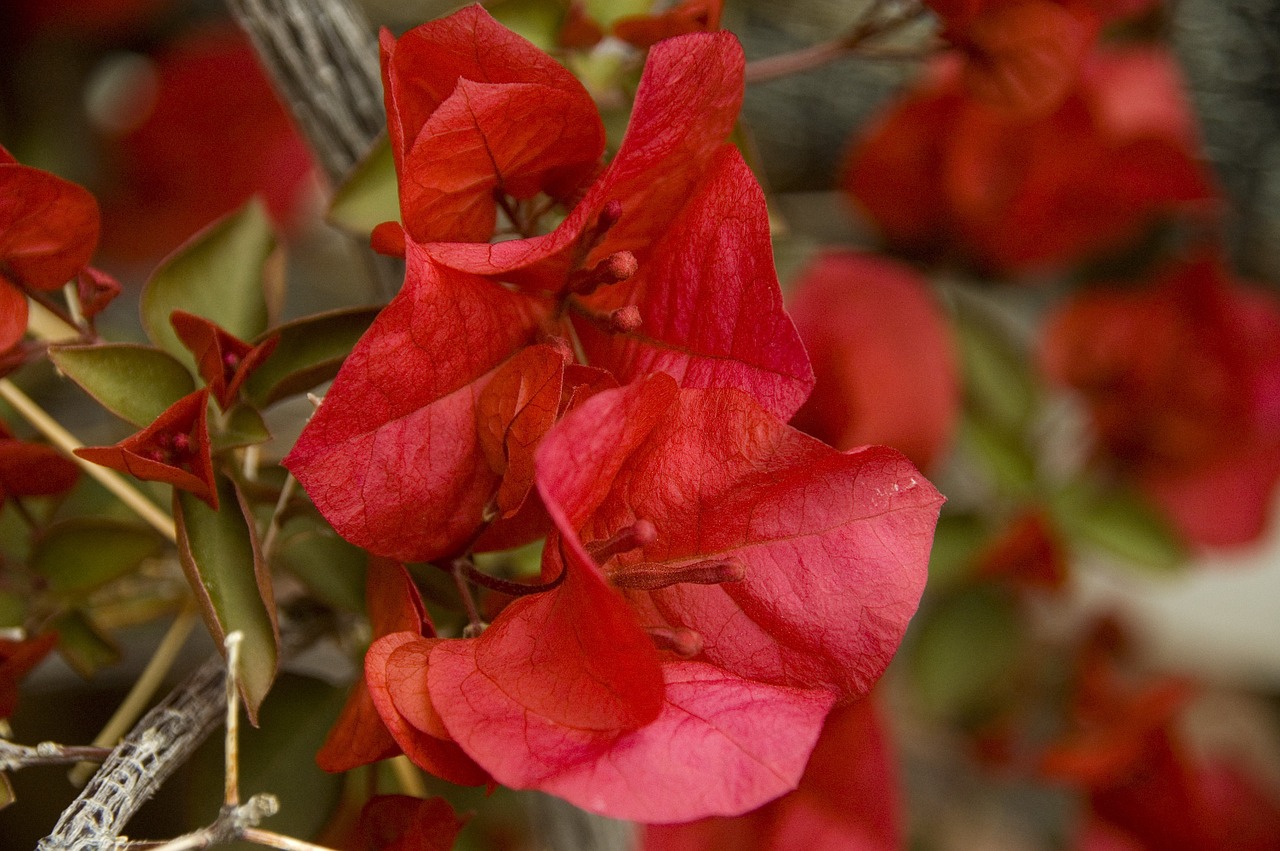 Bugenvilija, Gėlė, Žiedas, Žiedlapis, Sodas, Žydi, Lapija, Flora, Nemokamos Nuotraukos,  Nemokama Licenzija