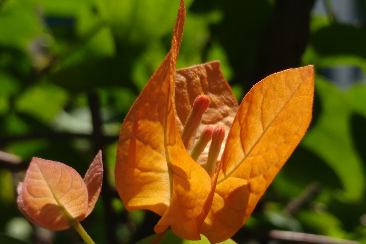 Bugenvilija, Pistil, Žiedlapis, Gelsvas, Gėlė, Žydėti, Lapai, Sodas, Augalas, Nemokamos Nuotraukos