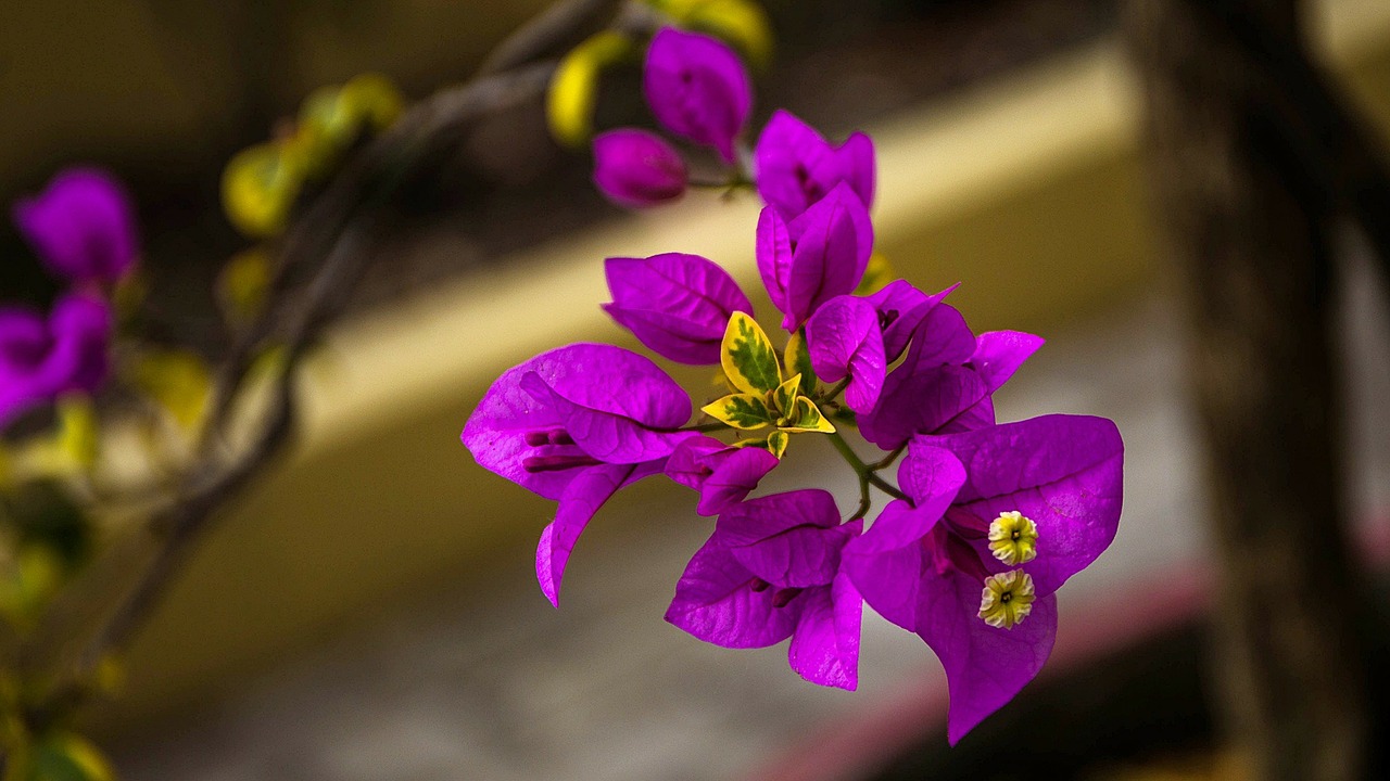 Bugenvilija, Violetinė, Gėlės, Rožinis, Violetinė, Žiedlapiai, Žydi, Žydi, Žydėjimas, Augalai