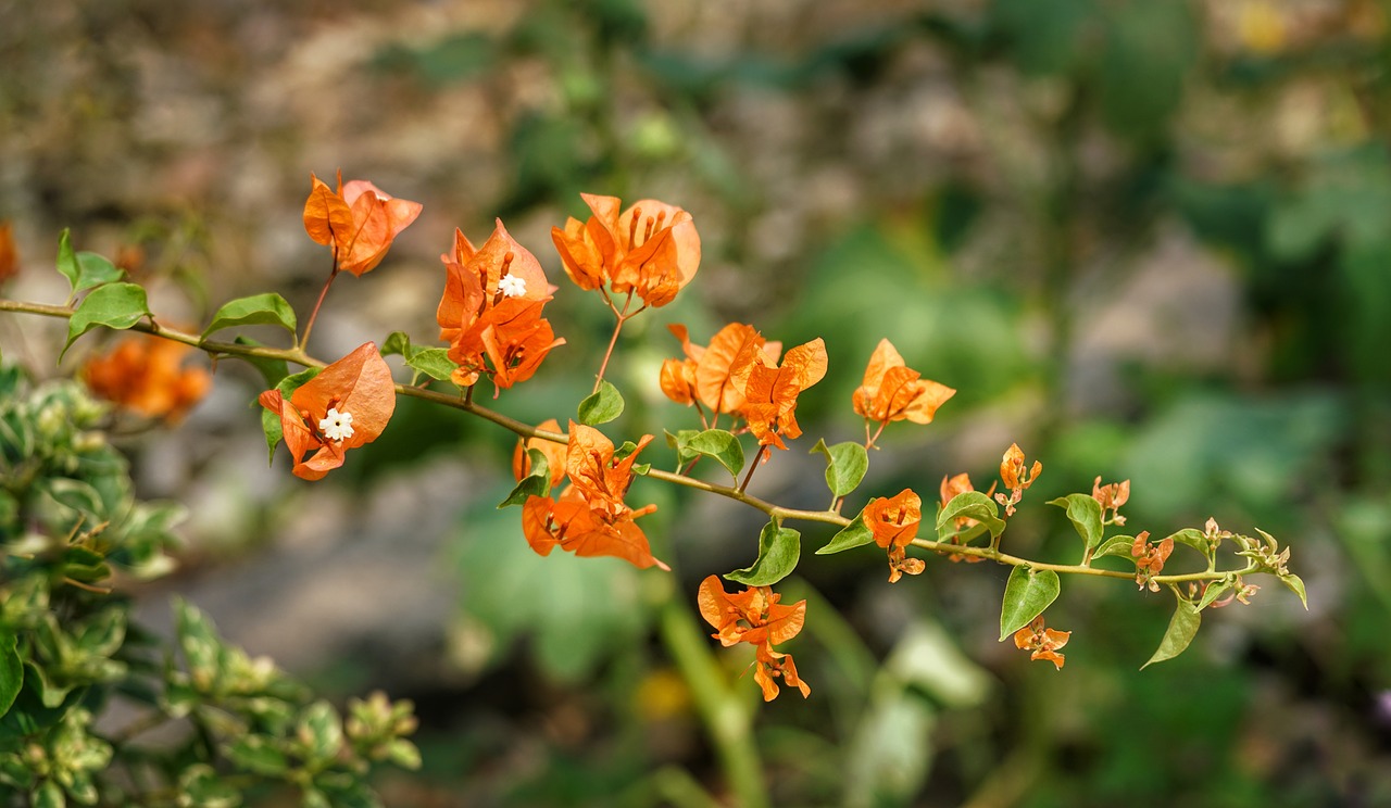 Bugenvilija, Gėlė, Oranžinė, Balta, Krūmas, Medis, Maksimali Saulė, Gamta, Flora, Lauke