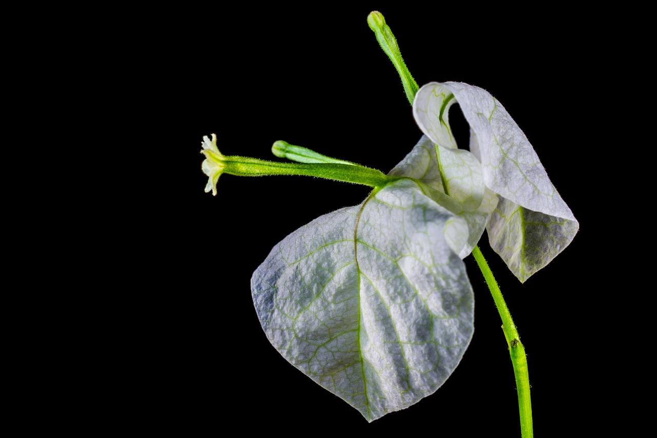 Bugenvilija, Žiedas, Žydėti, Gėlė, Rožinis, Bugenvilis, Trivietis Gėlė, Keturios Valandos Augalas, Nyctaginaceae, Balta