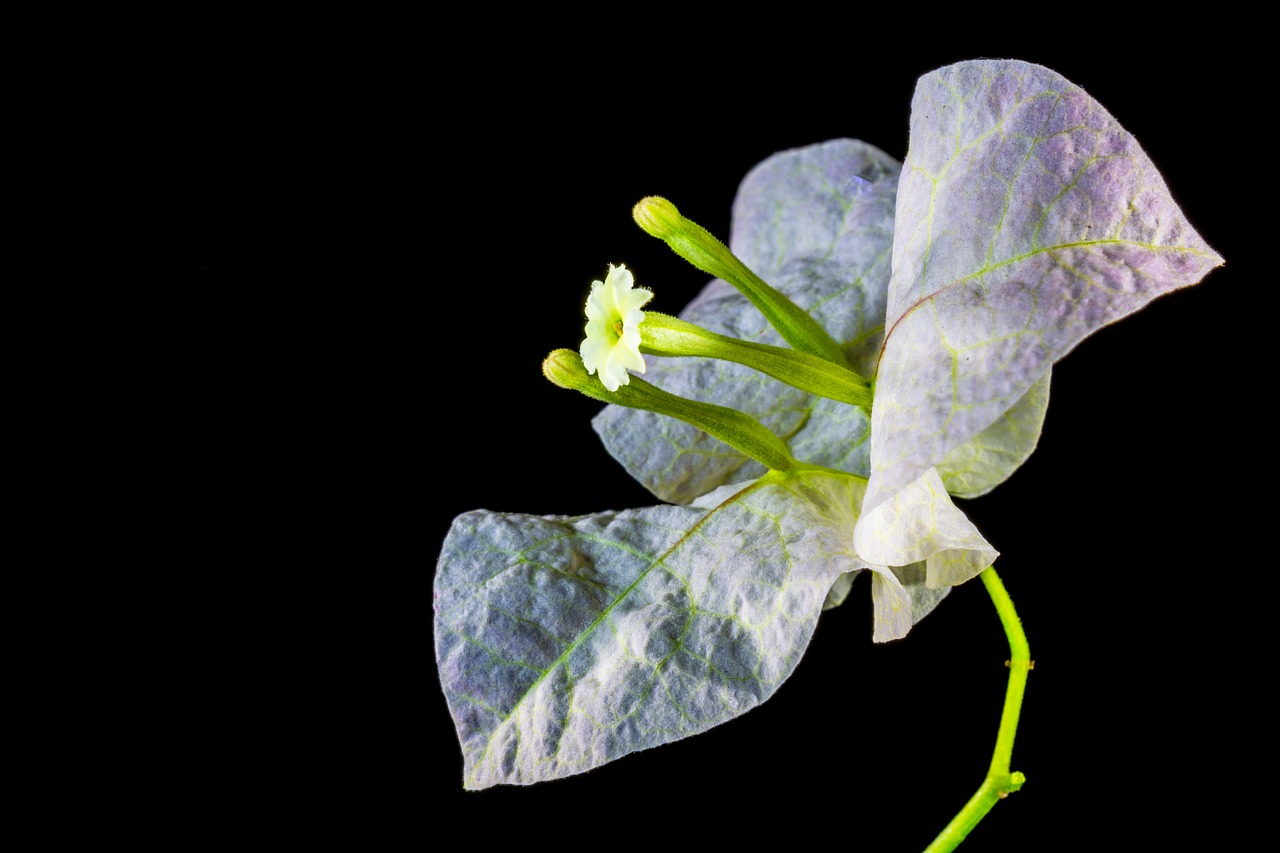 Bugenvilija, Žiedas, Žydėti, Gėlė, Rožinis, Bugenvilis, Trivietis Gėlė, Keturios Valandos Augalas, Nyctaginaceae, Balta