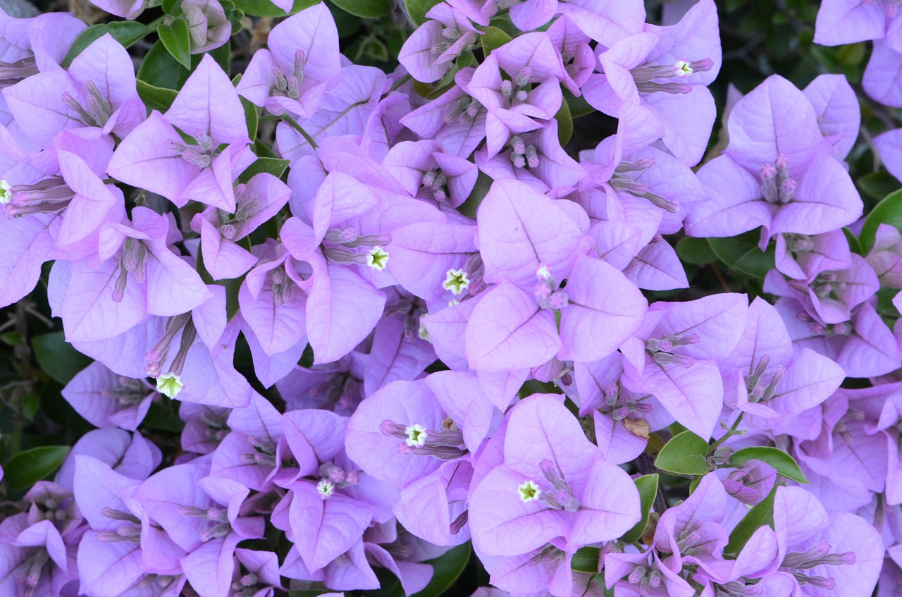 Bugenvilija, Gėlė, Sodas, Žydėti, Sodininkystė, Flora, Lauke, Gamta, Žiedas, Botanika