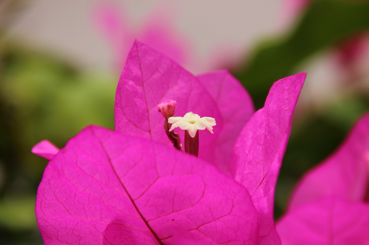 Bugenvilija, Žiedas, Žydėti, Gėlė, Violetinė, Makro, Spalva, Gamta, Gražus, Violetinė