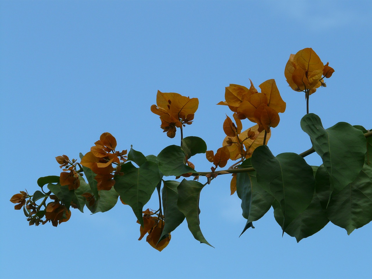 Bugenvilija, Geltona, Oranžinė, Gėlė, Žiedas, Žydėti, Bugenvilis, Trivietis Gėlė, Keturios Valandos Augalas, Nyctaginaceae