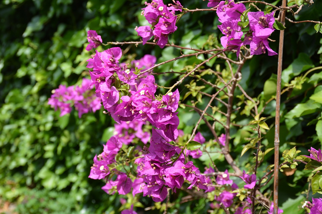 Bugenvilija, Gėlės, Sodas, Bougainvillea Glabra, Nemokamos Nuotraukos,  Nemokama Licenzija