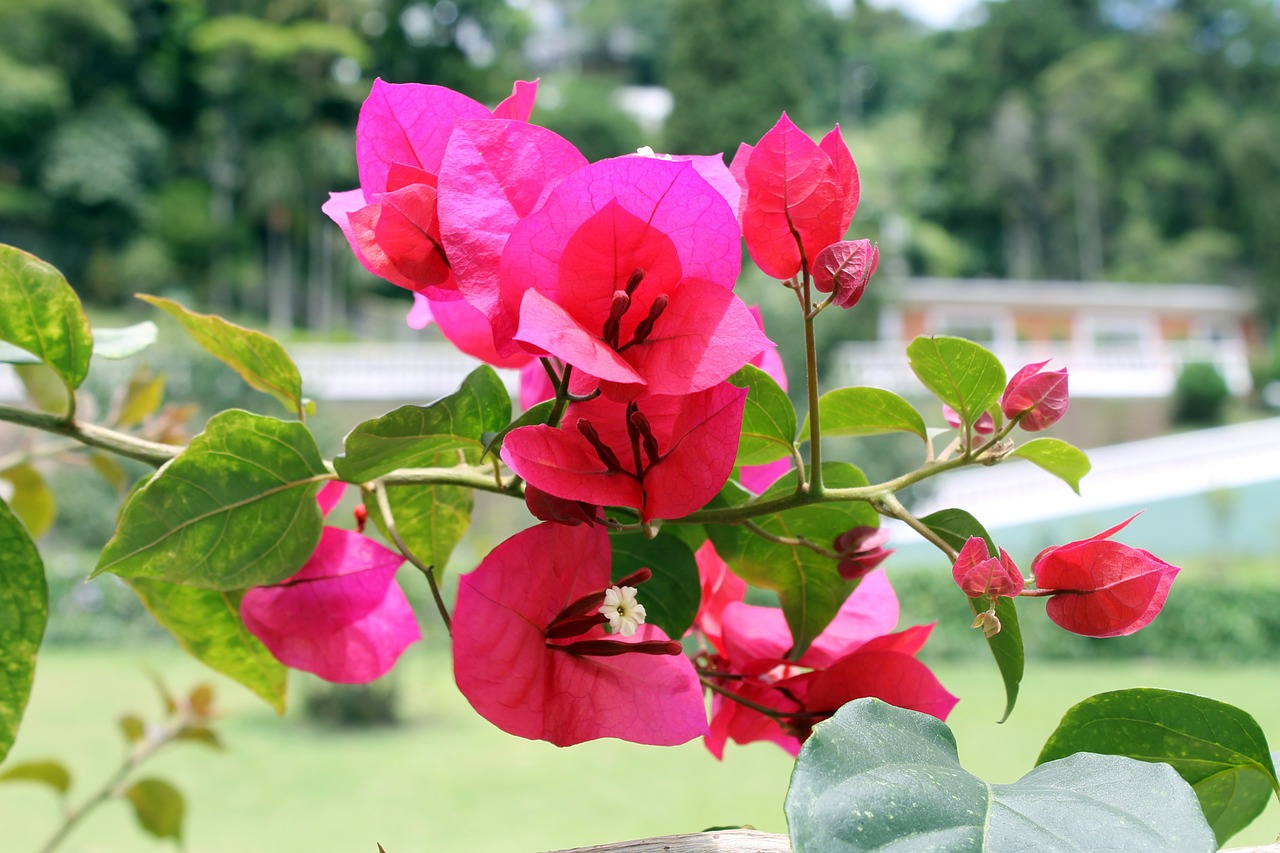 Bougainvillea Brasiliensis, Trys Marys, Visada Blizgus, Santa-Rita, Svogūnas, Roseiro, Rozetė, Juokas, Pataguinha, Pau-De-Rose Boksai