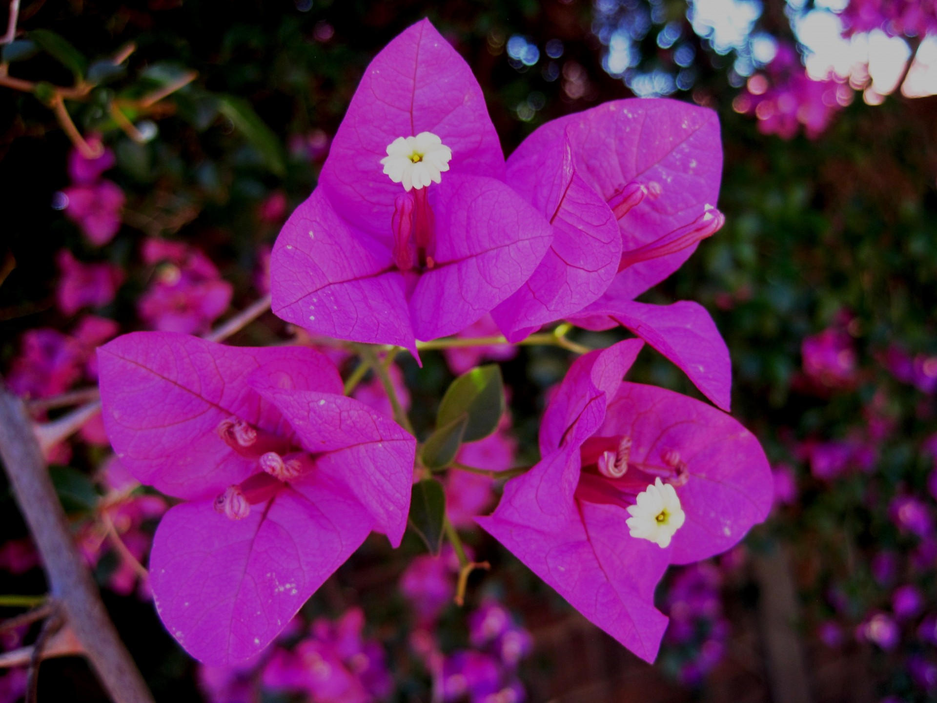 Gėlės,  Rožinis,  Giliai,  Šviesus,  Popieriaus Pavidalo,  Creeper,  Bougainvillea Gėlės, Nemokamos Nuotraukos,  Nemokama Licenzija