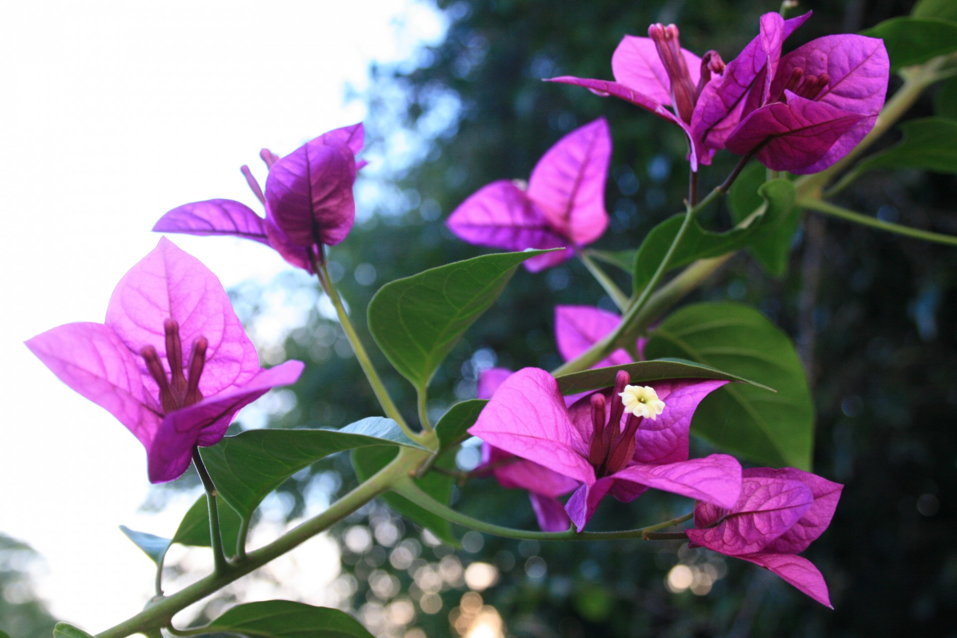 Creeper,  Alpinistas,  Gėlės,  Violetinė-Rožinė,  Bugenvilija,  Bugenvilija Su Gėlėmis, Nemokamos Nuotraukos,  Nemokama Licenzija