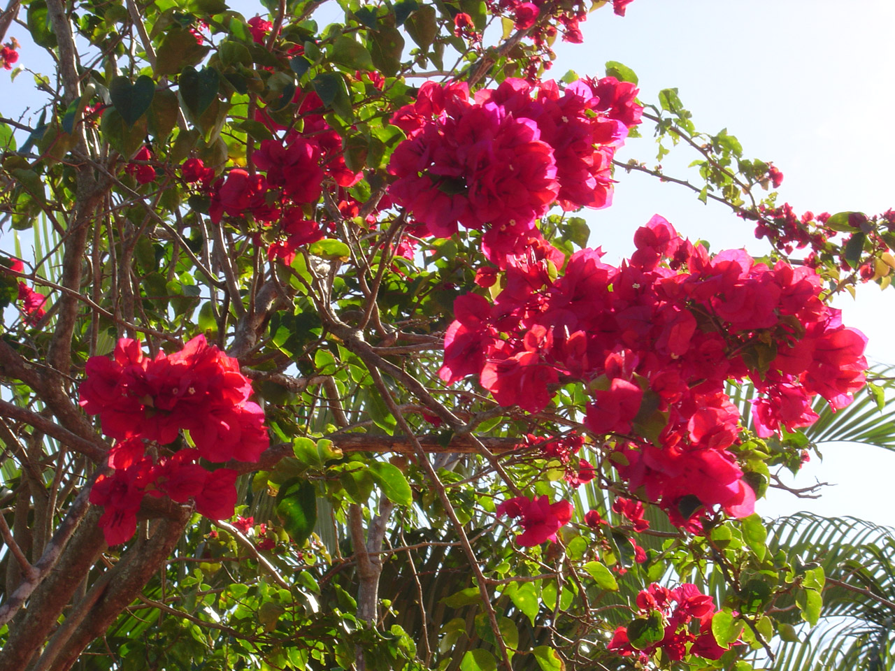 Magenta,  Bougainville,  Bugenvilija, Nemokamos Nuotraukos,  Nemokama Licenzija