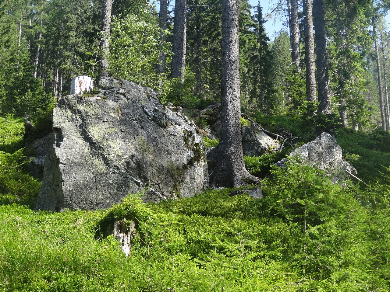 Riedulys, Rokas, Akmenys, Gamta, Miškas, Kalnas, Žalias, Medis, Lauke, Aplinka