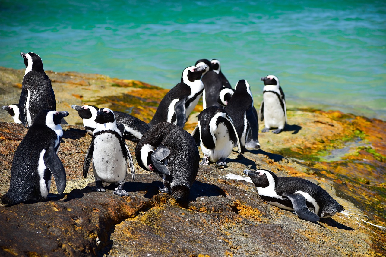 Rieduliai,  Pietų Afrika,  Gamta,  Afrikiečių Pingvinai,  Gyvūnas,  Lauke,  Pingvinas,  Papludimys,  Rokas,  Rezervas