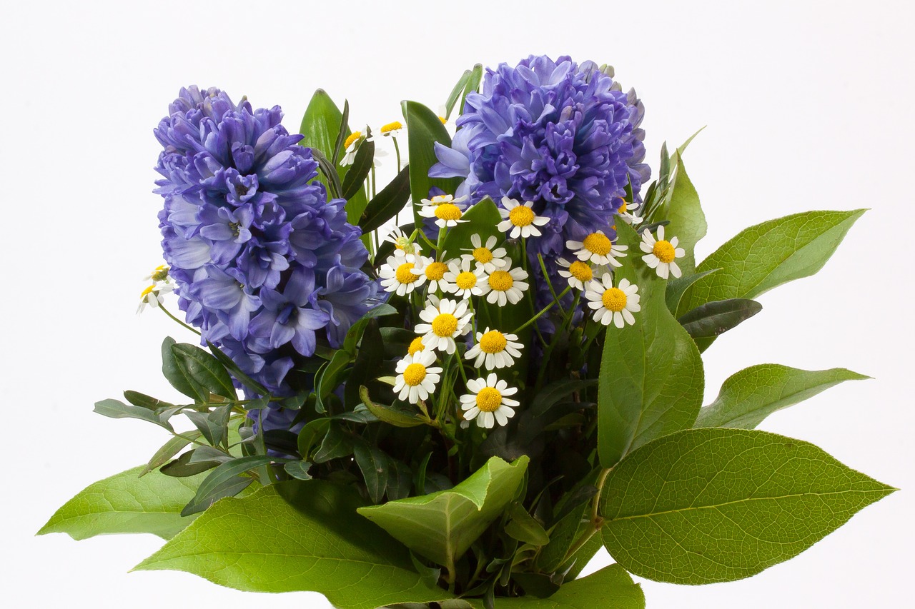 Puokštė, Hiacintas, Hyacinthus Orientalis, Asparagaceae, Šparagų Augalas, Gėlė, Pavasaris, Žąsų Gėlė, Augalas, Mėlynas