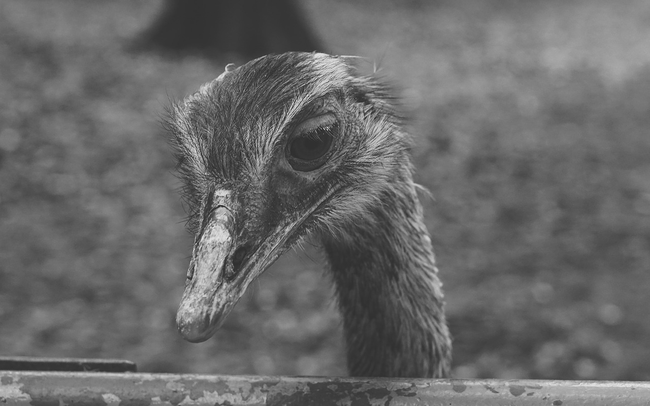 Puokštė, Nelaisvė, Juoda Ir Balta, Tvora, Zoologijos Sodas, Laukinės Gamtos Fotografija, Liūdnas, Užrakintas, Tvoros, Padaras