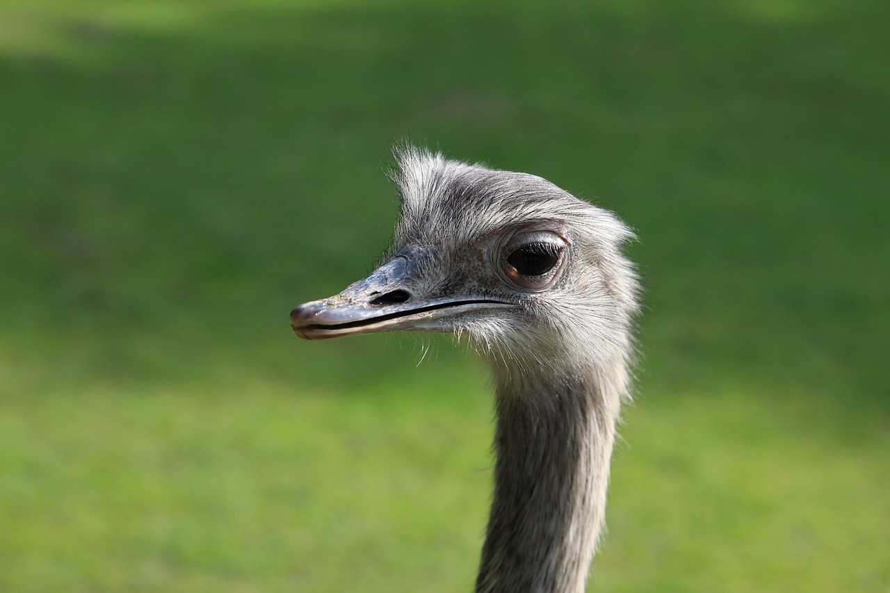 Puokštė, Zoologijos Sodas, Augsburg, Strutis, Laukinės Gamtos Fotografija, Padaras, Uždaryti, Paukščio Portretas, Gyvūnas, Neskraidantis Paukštis