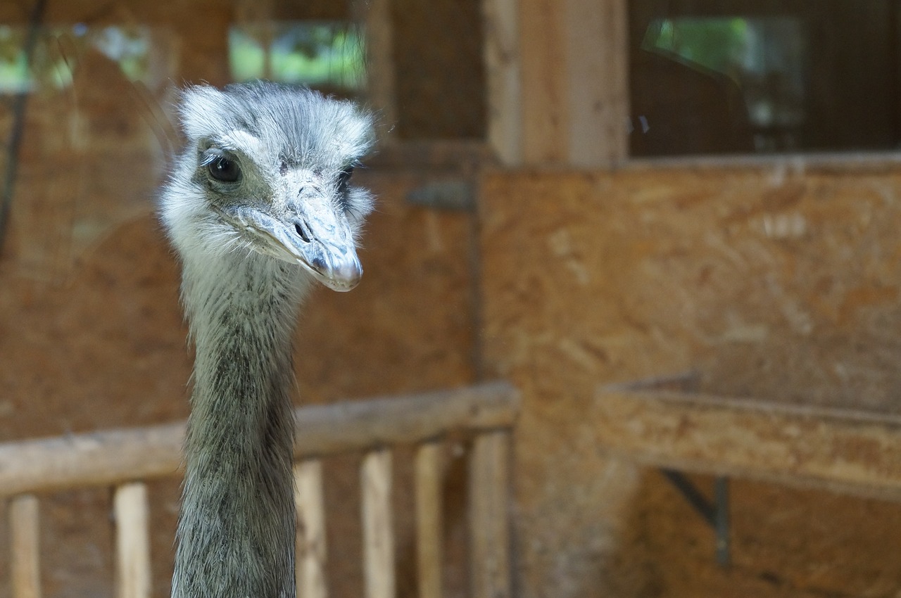 Puokštė,  Strutis Galva,  Neskraidantis Paukštis,  Naminių Paukščių,  Gyvūnas,  Zoo,  Tiergarten,  Vaizdas, Nemokamos Nuotraukos,  Nemokama Licenzija