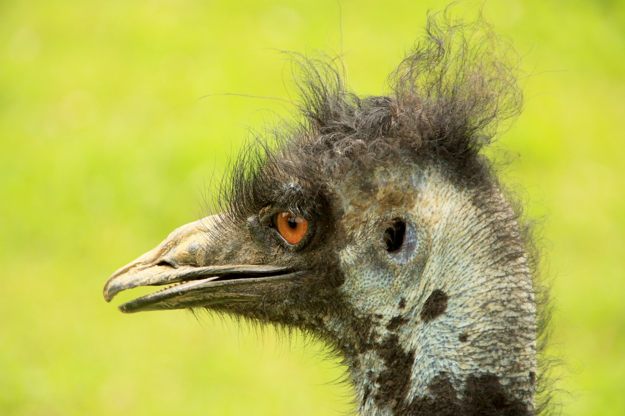 Puokštė, Paukštis, Gyvūnai, Stručių Ūkis, Padaras, Sąskaitą, Neskraidantis Paukštis, Zoologijos Sodas, Gamta, Portretas