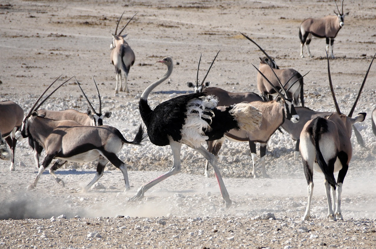 Puokštė, Paukštis, Antilopė, Oryx, Paleisti, Lenktynės, Gyvūnas, Afrika, Namibija, Laistymo Anga