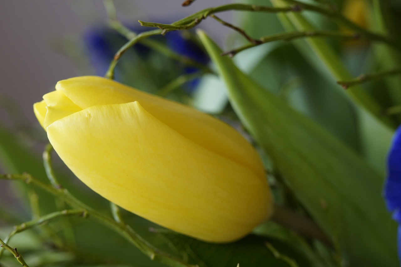 Puokštė, Tulpė, Pavasaris, Gėlės, Schnittblume, Flora, Žiedas, Žydėti, Pavasario Puokštė, Pavasario Gėlė