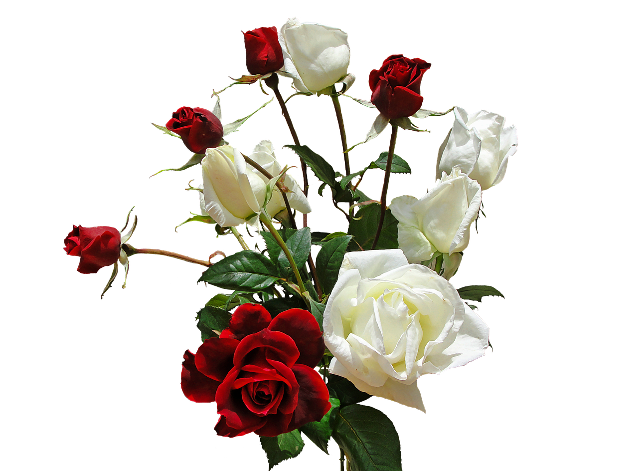 Puokštė,  Rožės,  Gėlės,  Raudonos Rožės Ir Baltos Spalvos, Nemokamos Nuotraukos,  Nemokama Licenzija