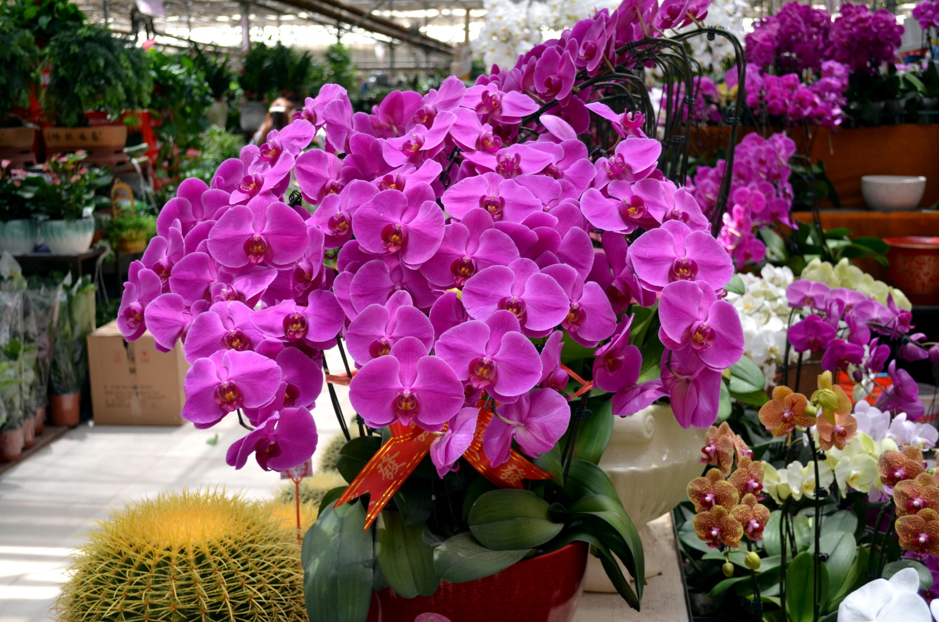 Gėlės,  Gėlė,  Orchidėjos,  Puokštė,  Centerpiece,  Gražus,  Rožinis,  Orchidėjų Puokštė, Nemokamos Nuotraukos,  Nemokama Licenzija