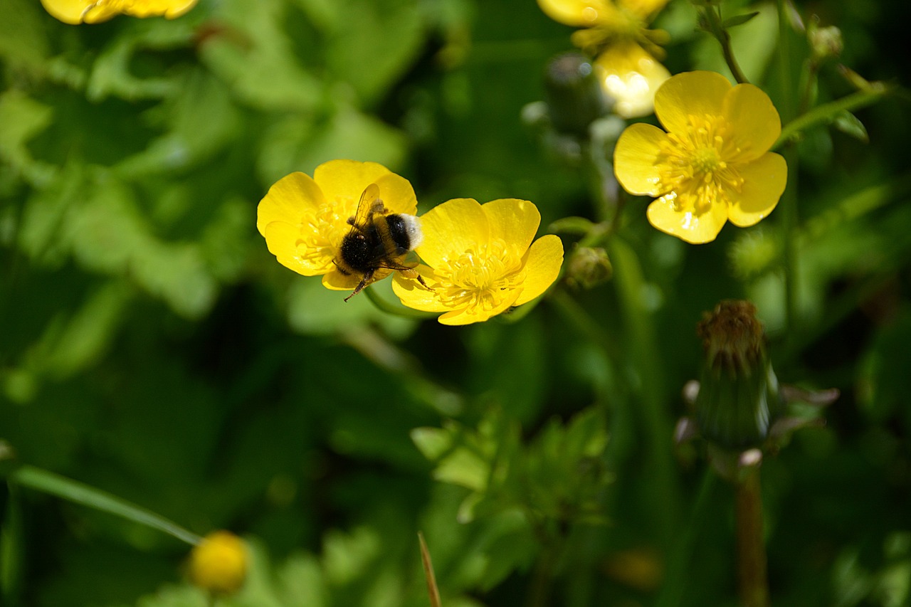 Bourdon, Vabzdys, Maitinimas, Gamta, Gėlė, Fauna, Pašaras, Makro, Spalvos, Laukas