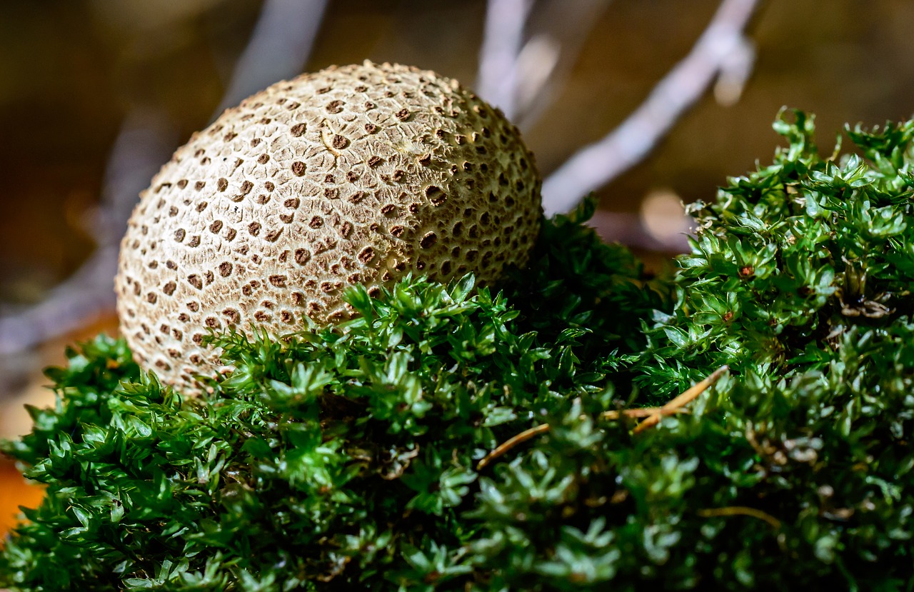 Bovist, Umbrinum, Grybai, Grybų Dulkės, Grybelinės Rūšys, Buferinis Grybas, Miške, Miško Paklotė, Nemokamos Nuotraukos,  Nemokama Licenzija