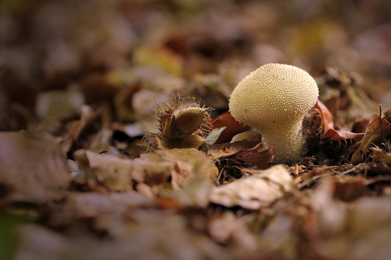 Bovist, Umbrinum, Grybai, Grybų Dulkės, Grybelinės Rūšys, Nemokamos Nuotraukos,  Nemokama Licenzija