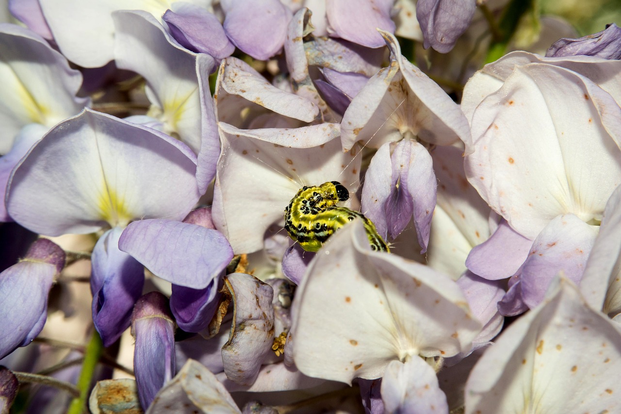 Buko Sklendė,  Wisteria,  Kenkėjas,  Vikšras,  Lerva,  Lėlės,  Mėlynas Lietus,  Violetinė, Nemokamos Nuotraukos,  Nemokama Licenzija