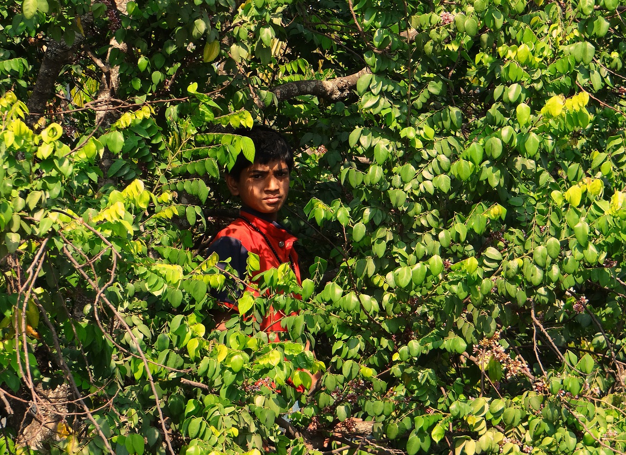Berniukas Ant Medžio, Vaisių Rinkimas, Medis, Dharwad, Indija, Vaikas, Maistas, Sveikas, Augalas, Natūralus
