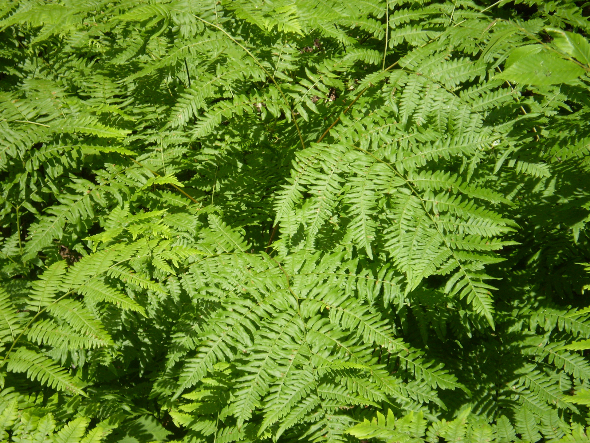 Bracken,  Papartis,  Miškas,  Mediena,  Bracken, Nemokamos Nuotraukos,  Nemokama Licenzija