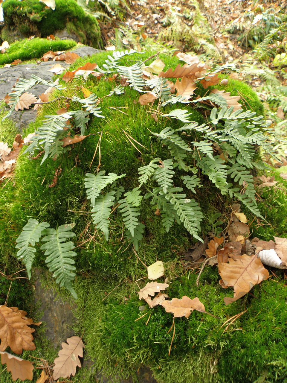 Bracken, Samanos, Miškas, Nemokamos Nuotraukos,  Nemokama Licenzija