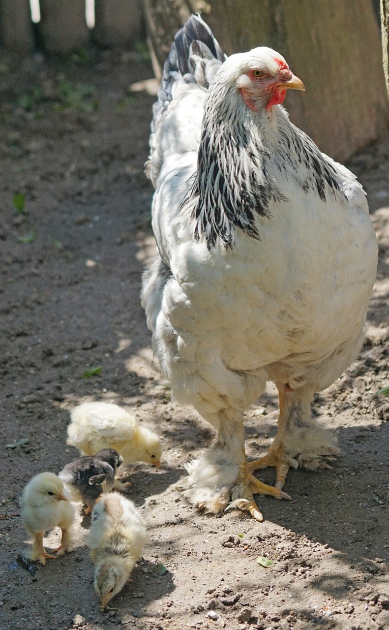 Brahma, Višta, Vištiena, Viščiukai, Naminiai Paukščiai, Laisvas Asortimentas, Šalies Gyvenimas, Gallus Domesticus, Nemokamos Nuotraukos,  Nemokama Licenzija