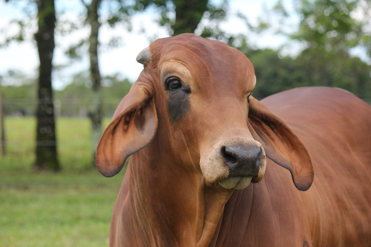 Brahmanas, Cebu Raudona, Gyvuliai, Galvijai, Galva, Gyvūnas, Ūkis, Kraštovaizdis, Zoologijos Sodas, Nemokamos Nuotraukos