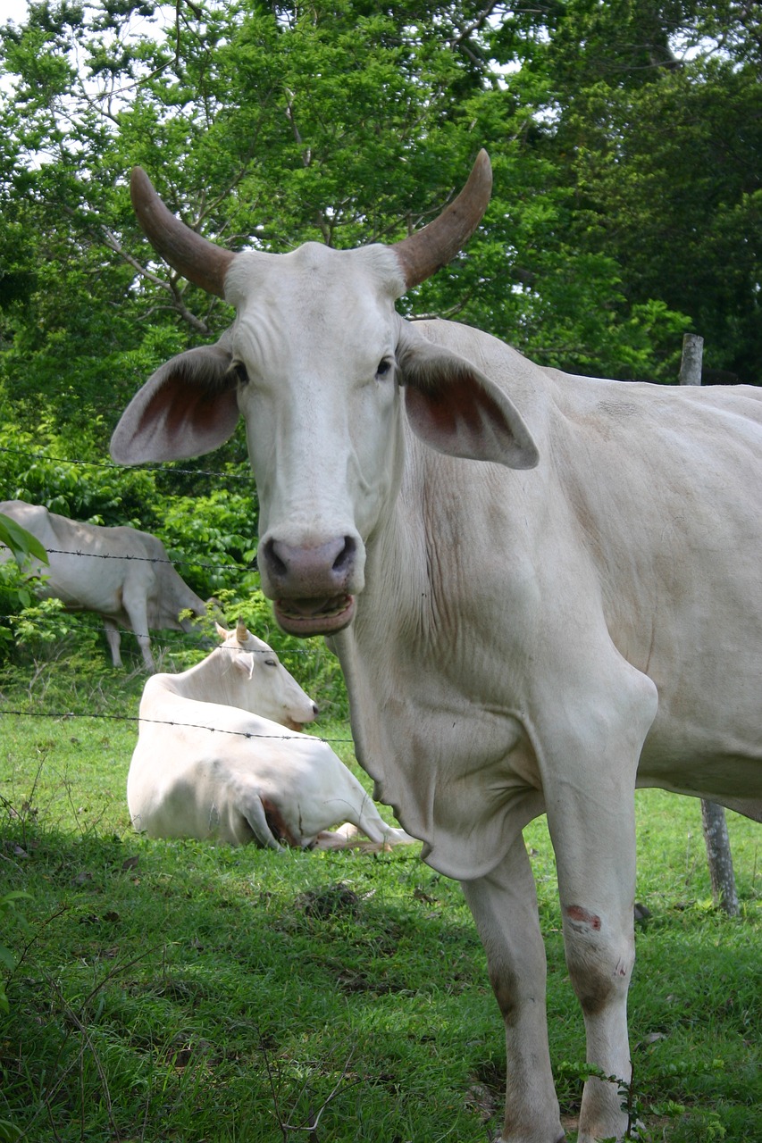 Brahma, Bulius, Karibai, Galvijai, Gyvuliai, Galvijai, Karvė, Nemokamos Nuotraukos,  Nemokama Licenzija