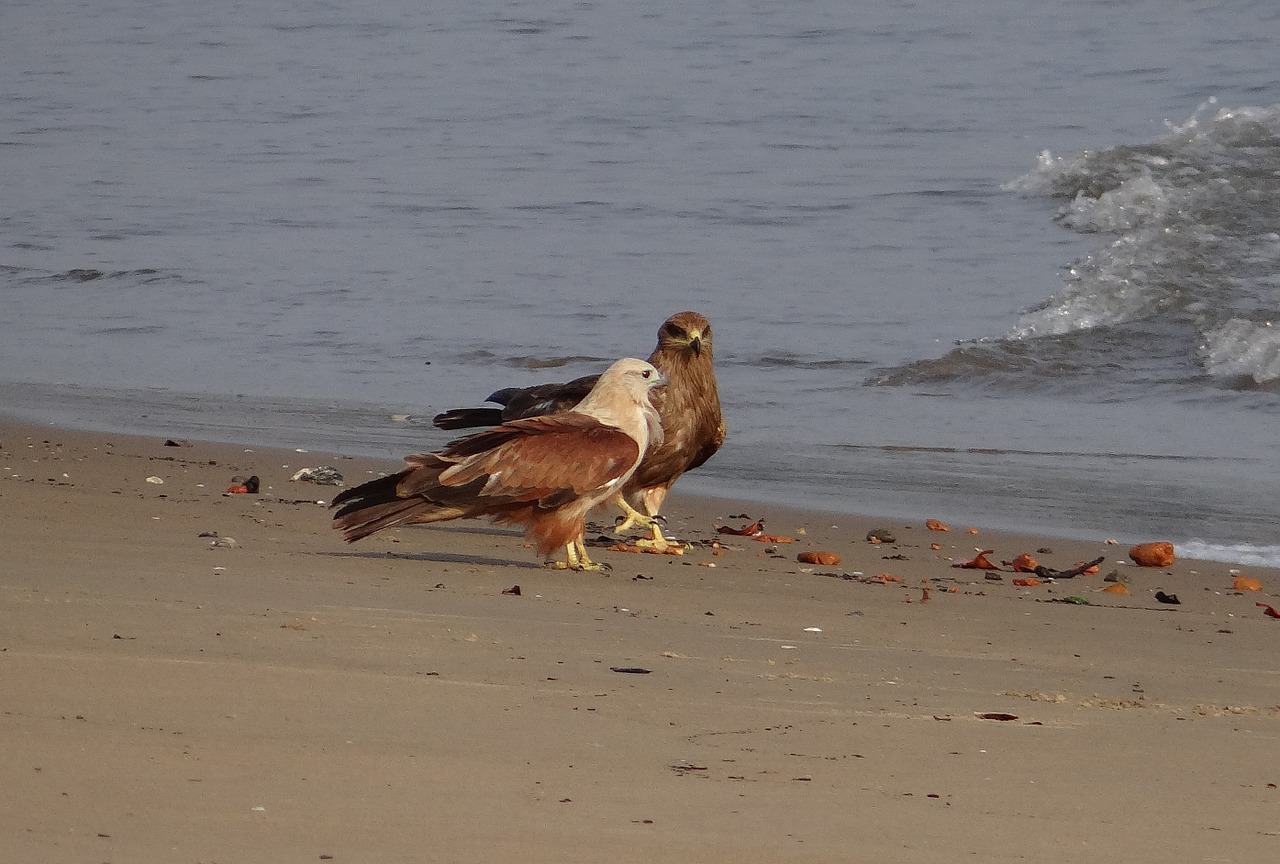 Brahminy Aitvaras, Haliastur Indus, Raudonos Spalvos, Jūros Erelis, Paukštis, Fauna, Aghanashini, Upė, Bankas, Karnataka