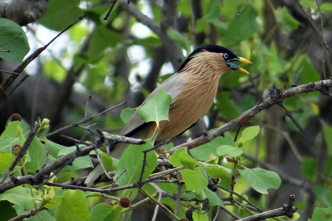 Brahminy Myna, Brahminy Zirgynas, Sturnia Pagodarum, Myna, Paukštis, Bharatpur, Paukščių Apsauga, Indija, Nemokamos Nuotraukos,  Nemokama Licenzija