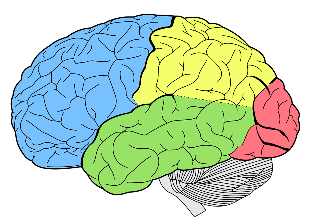 Smegenys, Lobos, Neurologija, Žmogus, Kūnas, Biologija, Žmogaus Smegenys, Anatomija, Mokslas, Medicinos