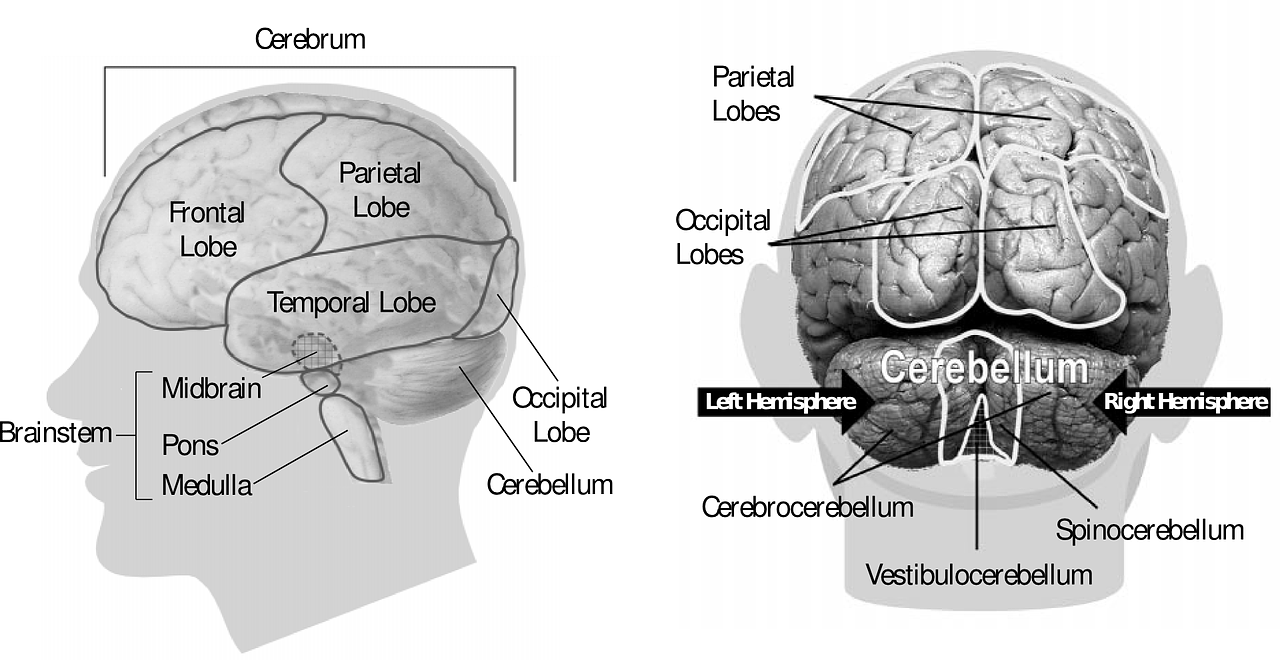 Smegenys, Žmogus, Anatomija, Organas, Medicina, Nemokama Vektorinė Grafika, Nemokamos Nuotraukos,  Nemokama Licenzija
