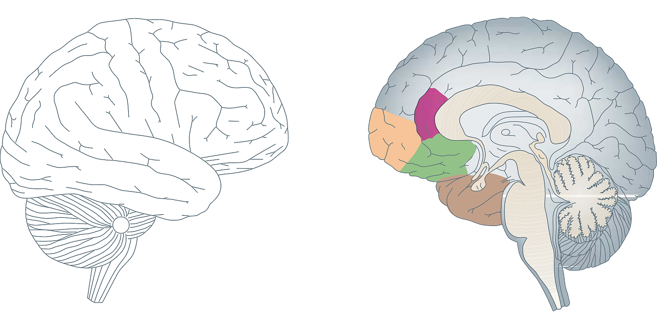 Smegenys, Žmogus, Anatomija, Medicina, Skerspjūvis, Profilis, Sekcijos, Biologija, Skerspjūvis, Nemokama Vektorinė Grafika