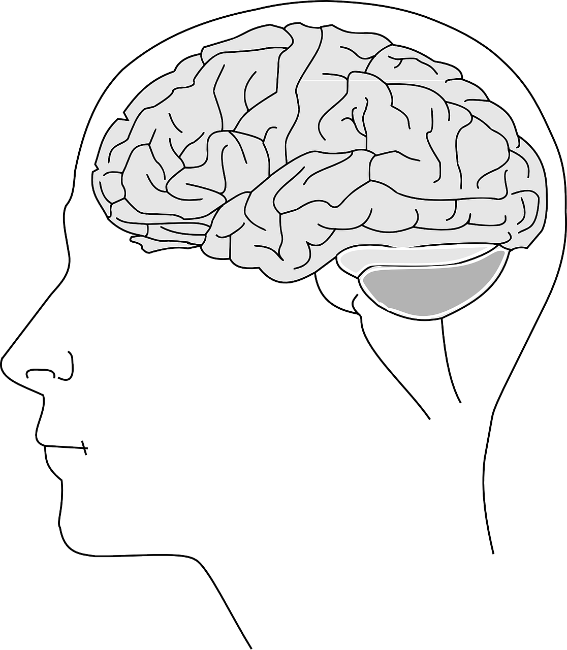 Smegenys, Anatomija, Fiziologija, Žmogus, Biologija, Mąstymas, Žmogaus Smegenys, Neuronas, Sinapsė, Mokslas