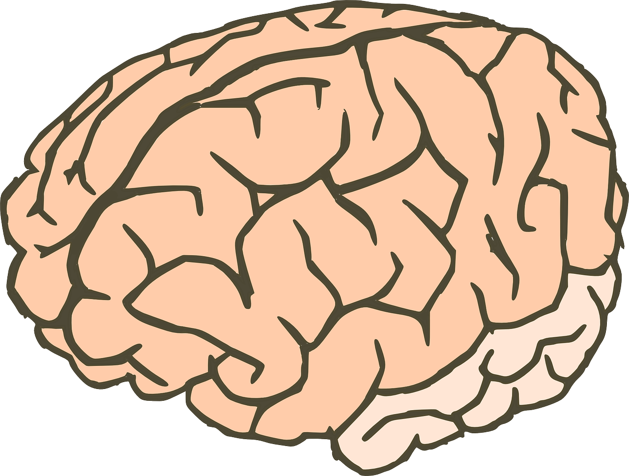 Smegenys, Žinios, Anatomija, Biologija, Organas, Žmogus, Mąstymas, Neuronai, Žmogaus Smegenys, Sinapsės